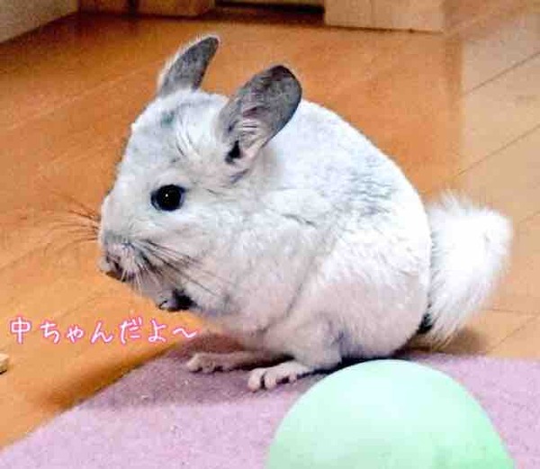 IMG_0918