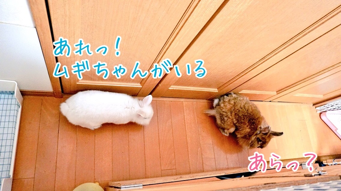 草食系男子モコちゃん 風船モコちゃんねる