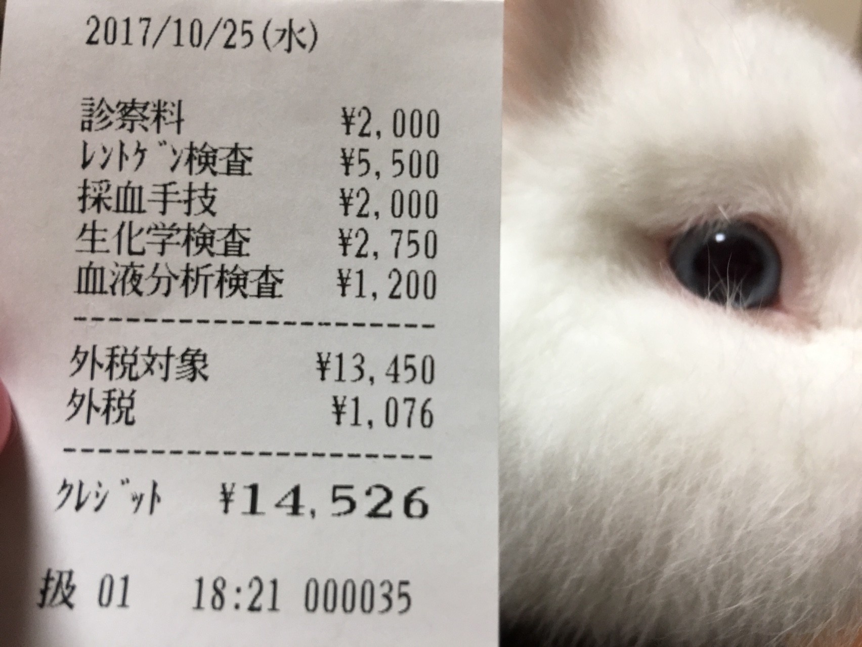 5才うさぎ健康診断に行ってきました 風船モコちゃんねる 5才うさぎ健康診断に行ってきました 風船モコちゃんねる