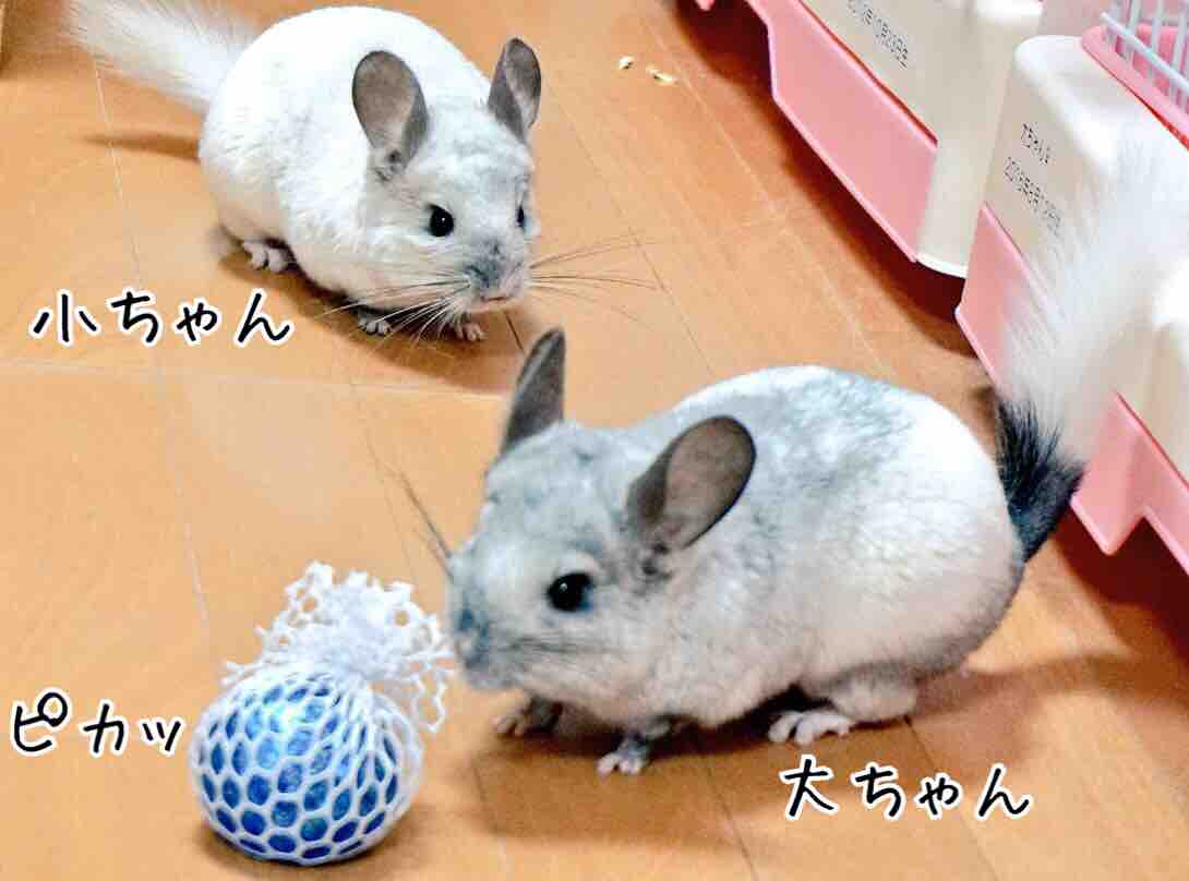 気持ち悪いガチャガチャ 風船モコちゃんねる 気持ち悪いガチャガチャ 風船モコちゃんねる