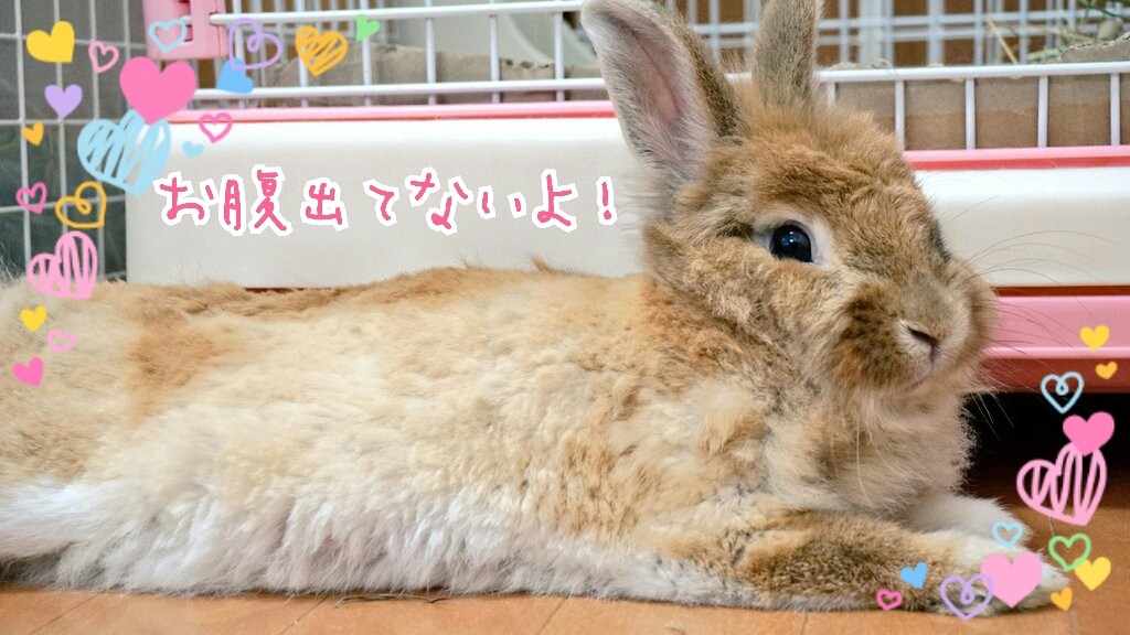 うさぎ妊娠中産後の体重 風船モコちゃんねる