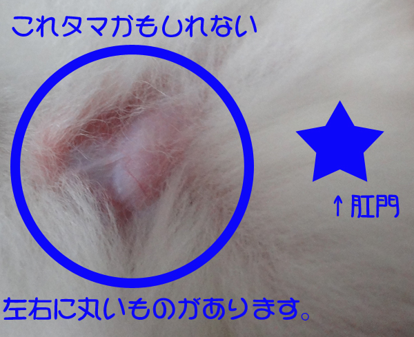 ウサギの雄雌見分け方 風船モコちゃんねる