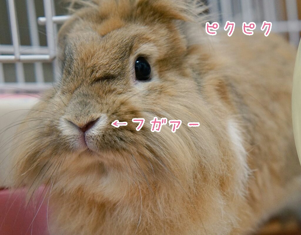 動物達の鼻ピクピク 口パクパク 風船モコちゃんねる 動物達の鼻ピクピク 口パクパク 風船モコちゃんねる