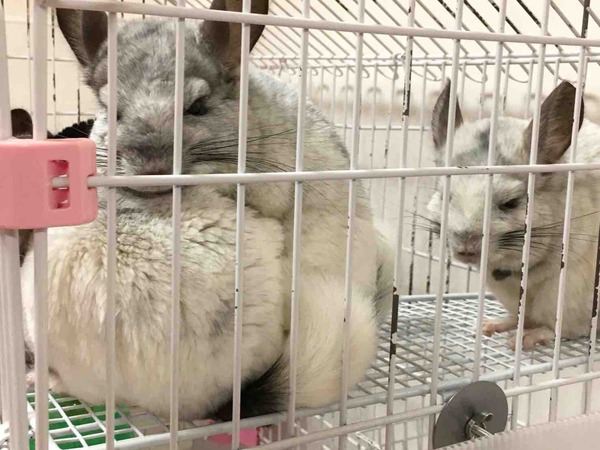 IMG_2549