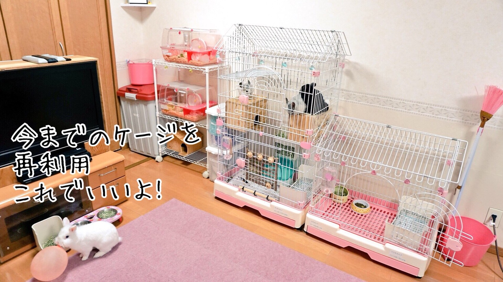 新品ケージ大きな誤算 風船モコちゃんねる 新品ケージ大きな誤算 風船モコちゃんねる