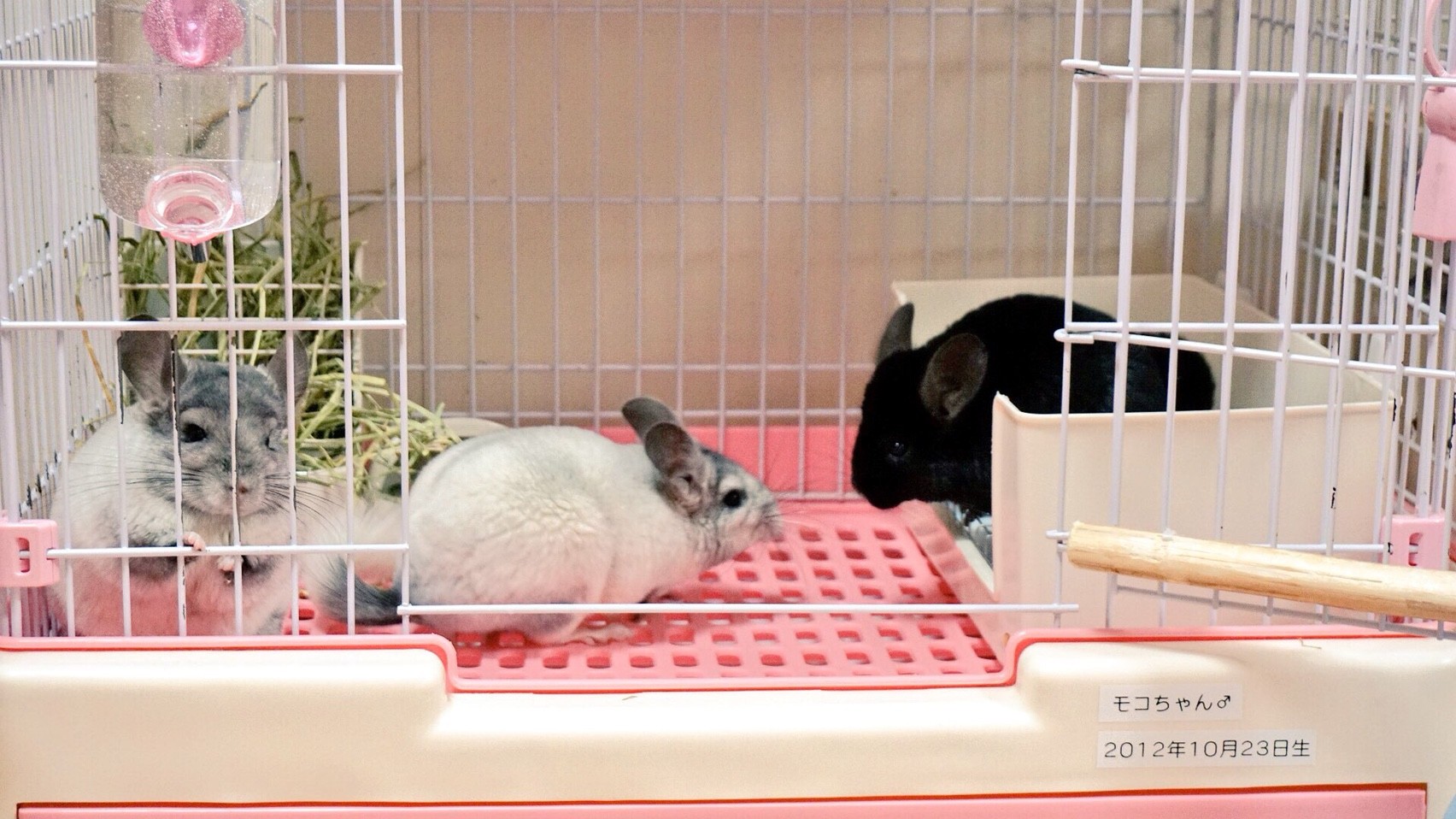 動物達のキス連発チュチュチュ 風船モコちゃんねる 動物達のキス連発チュチュチュ 風船モコちゃんねる