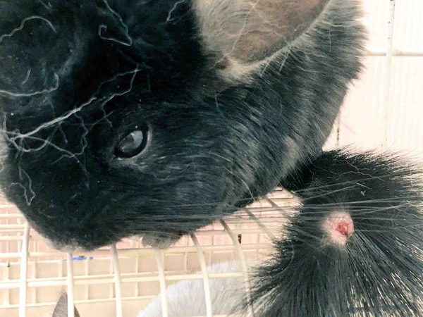 月組チンチラのクロ 風船モコちゃんねる