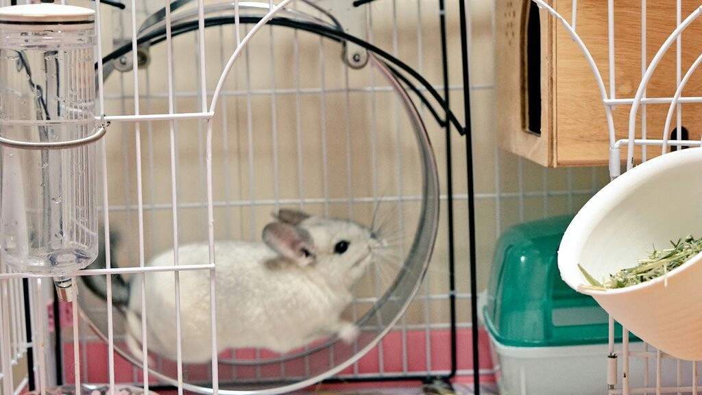 回し車ミミちゃん上手になった 風船モコちゃんねる