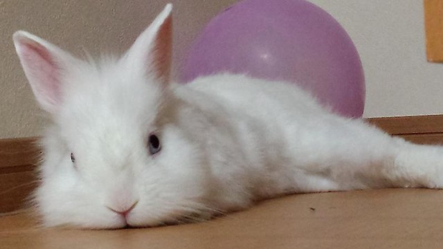 ウサギが椅子に座っていた 風船モコちゃんねる