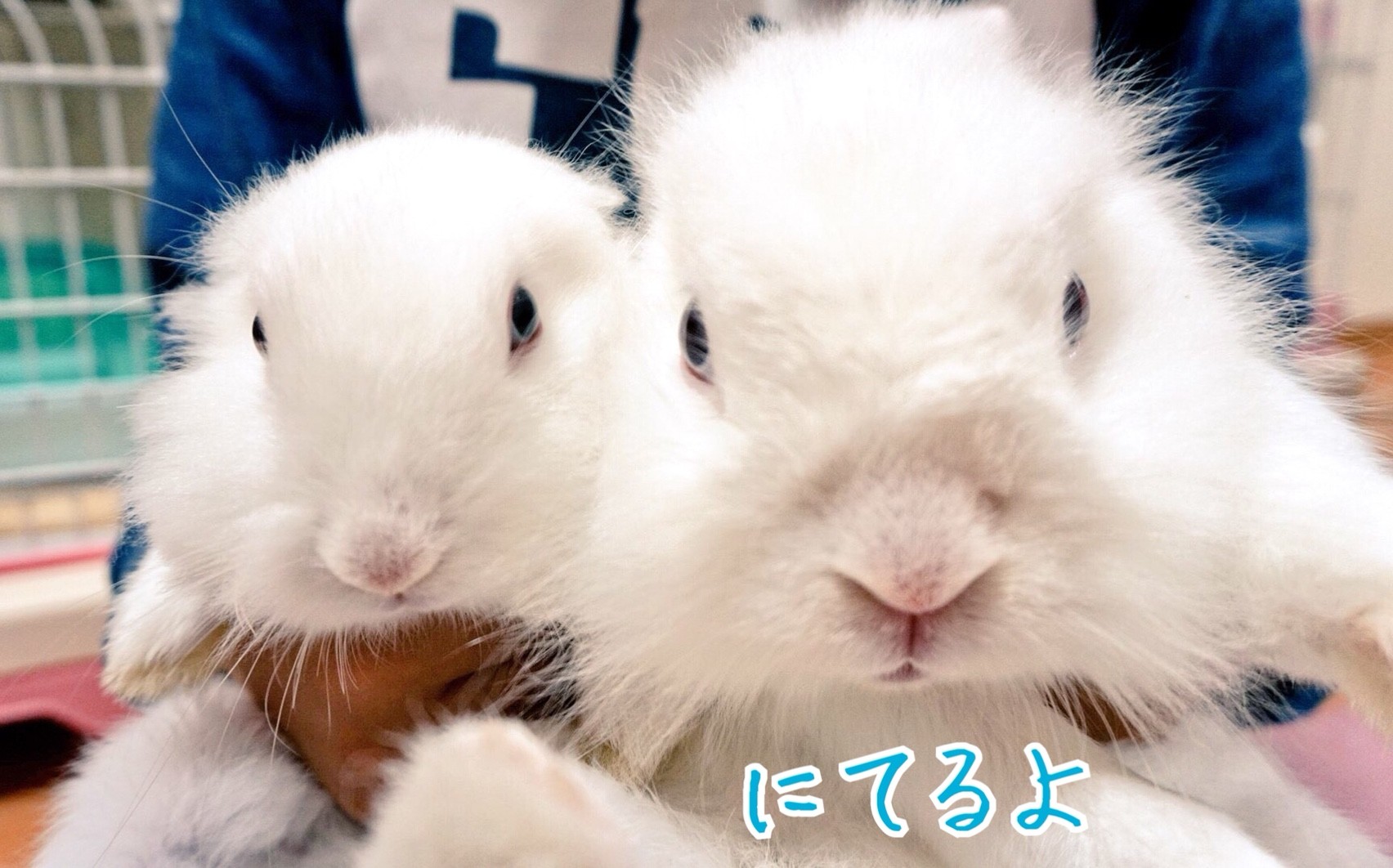 ボクたち似てるね 風船モコちゃんねる