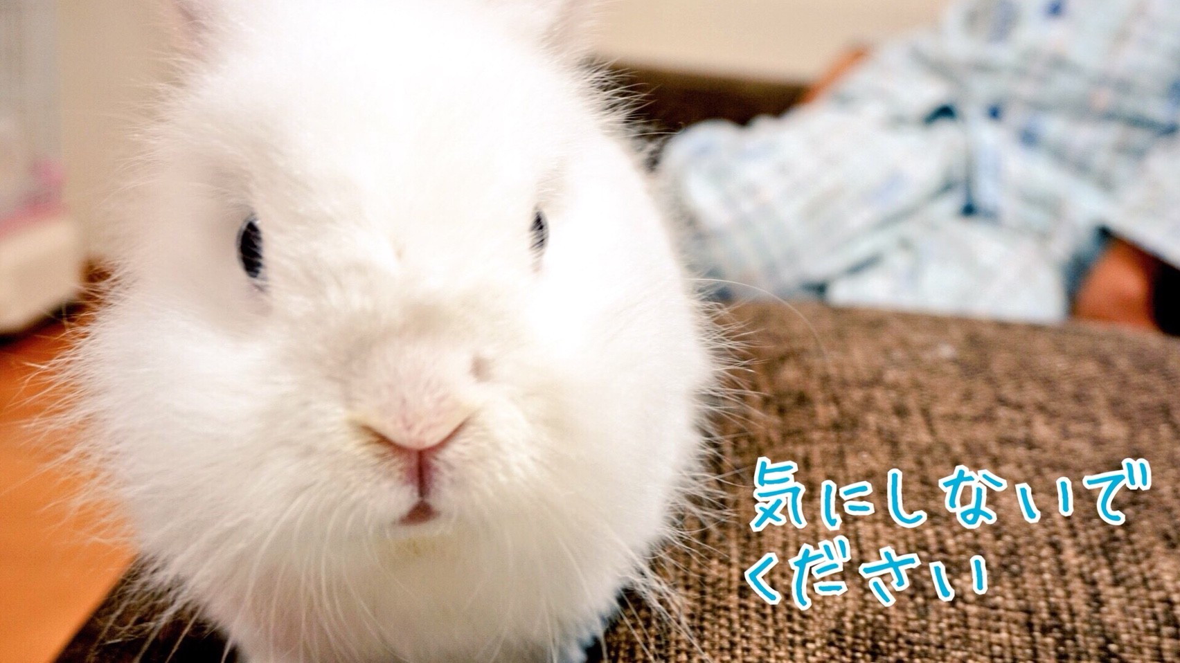 うさぎの鼻がハゲた 風船モコちゃんねる うさぎの鼻がハゲた 風船モコちゃんねる