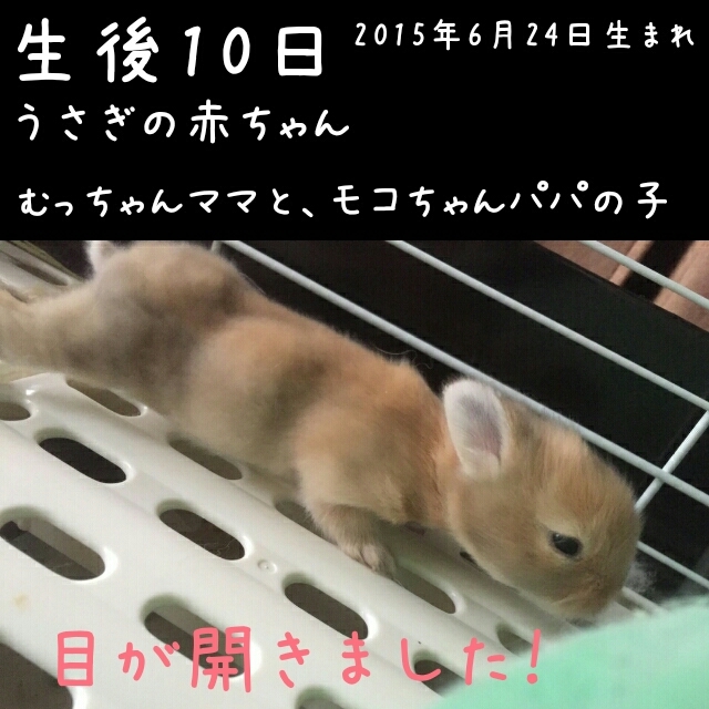 生後2日と10日のうさぎの赤ちゃん 風船モコちゃんねる