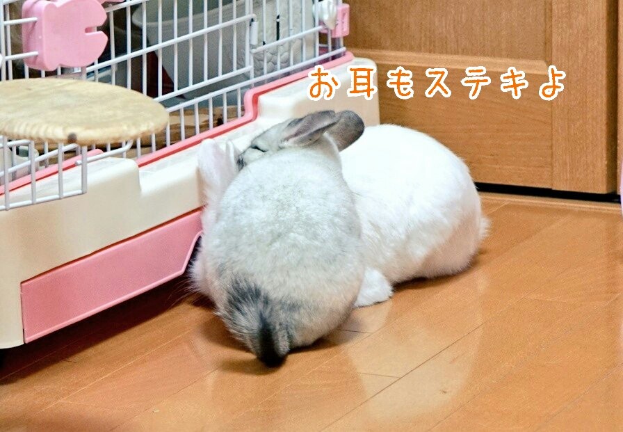 うさぎの背中に乗るチンチラの一部始終 風船モコちゃんねる