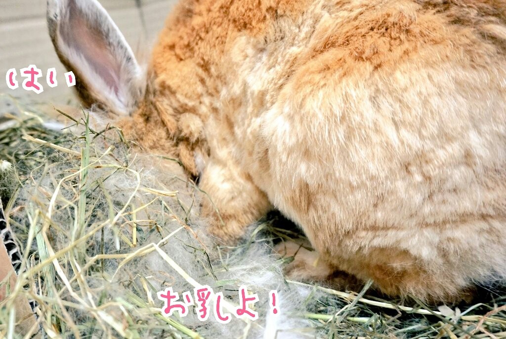 うさぎの赤ちゃん授乳前と授乳後の腹 風船モコちゃんねる