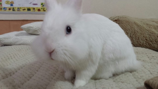 25匹程のうさぎさん体重情報です 風船モコちゃんねる