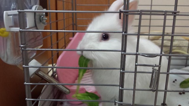 野菜嫌いなウサギが空腹で食べた 風船モコちゃんねる 野菜嫌いなウサギが空腹で食べた 風船モコちゃんねる