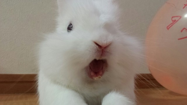 うさぎのあくび 風船モコちゃんねる
