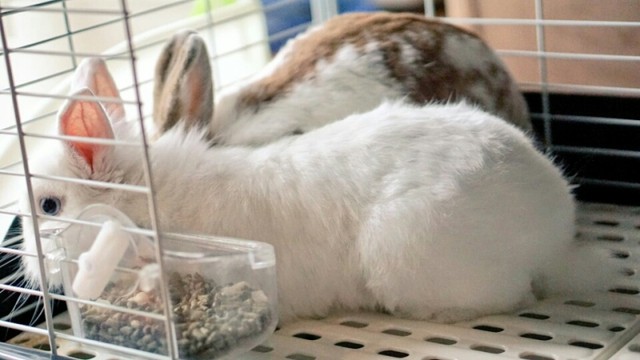 うさぎ臨月の奥さんと再会 風船モコちゃんねる