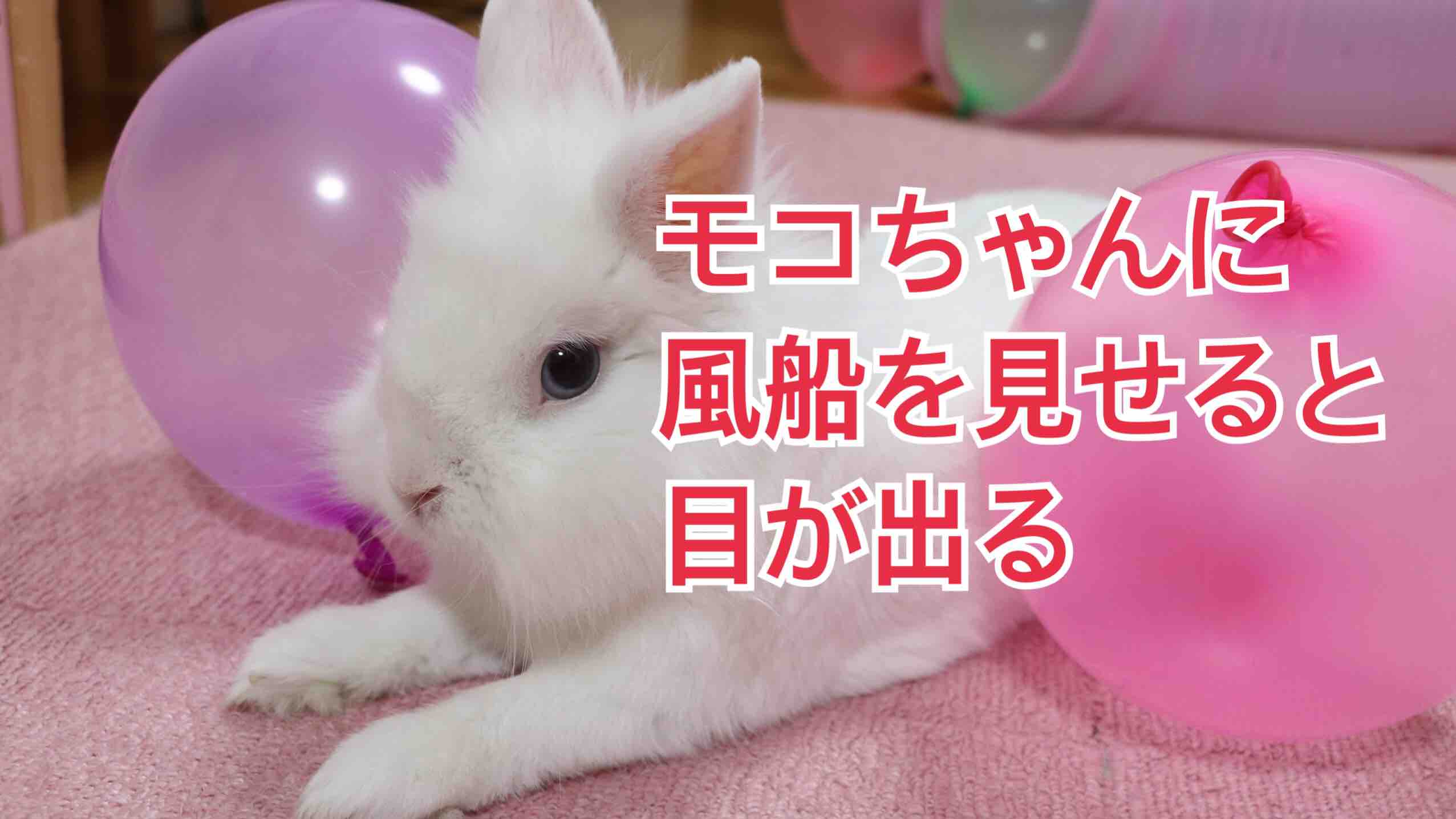 家のうさぎに風船を見せると目が大きくなる 風船モコちゃんねる