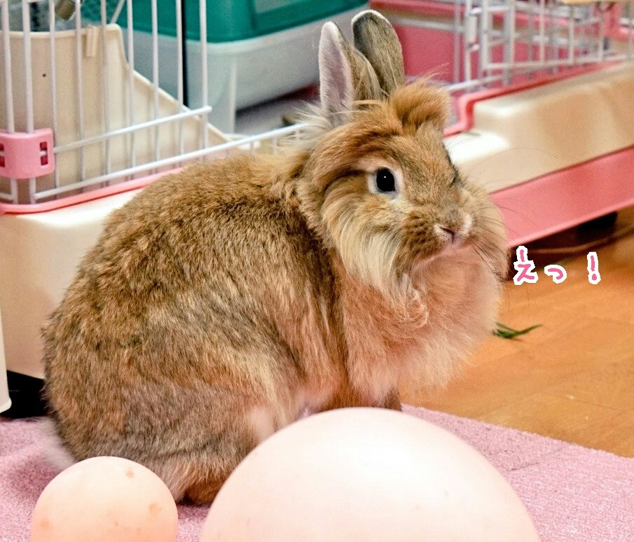 うさぎなのにライオンみたいです 風船モコちゃんねる