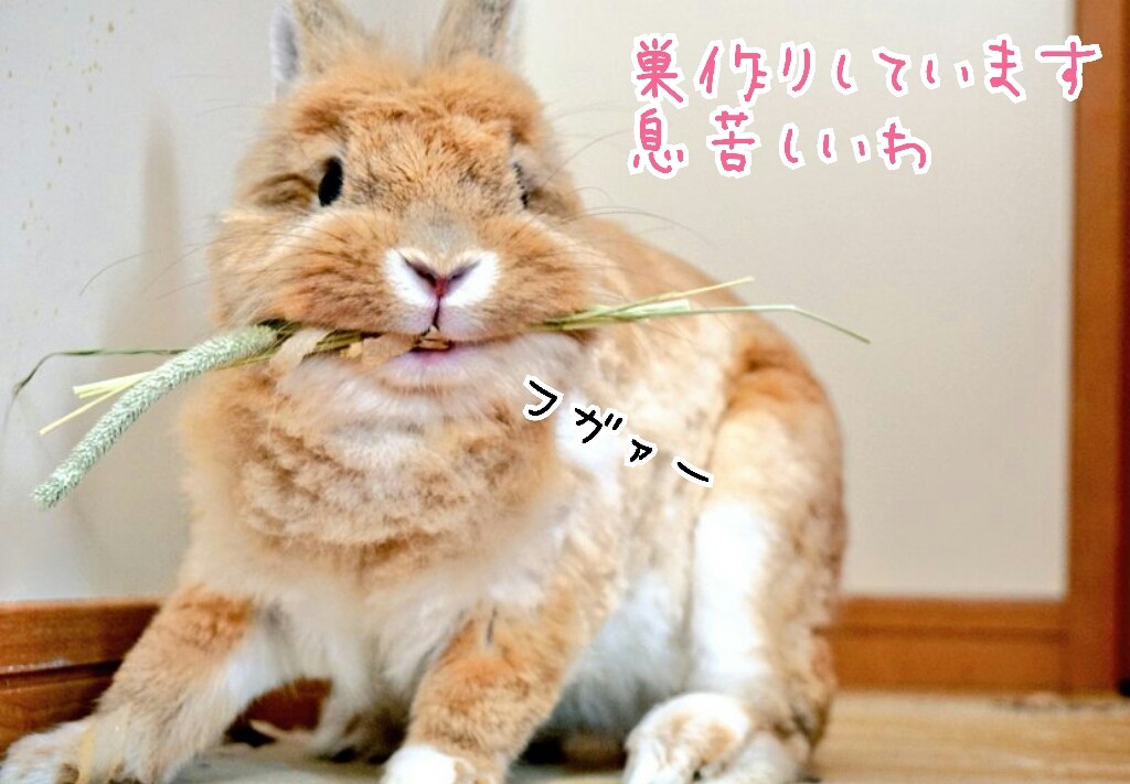 うさぎの巣作り 風船モコちゃんねる うさぎの巣作り 風船モコちゃんねる