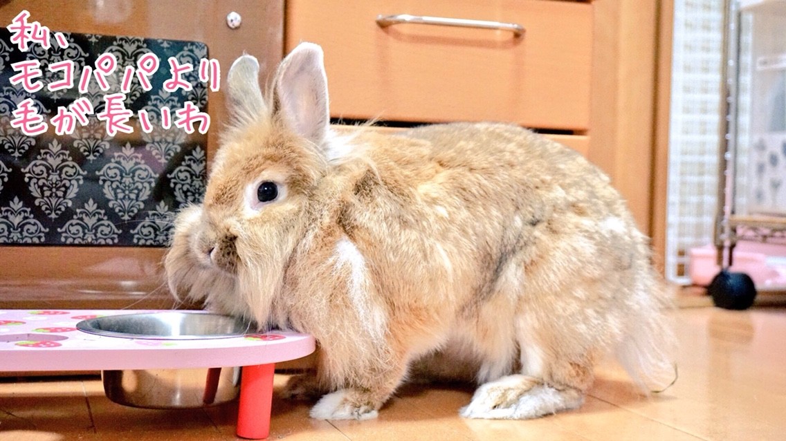 ムギちゃんのお腹を見てください 風船モコちゃんねる