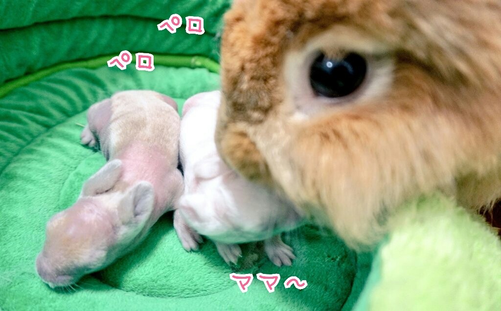 うさぎの赤ちゃんの毛色 風船モコちゃんねる うさぎの赤ちゃんの毛色 風船モコちゃんねる