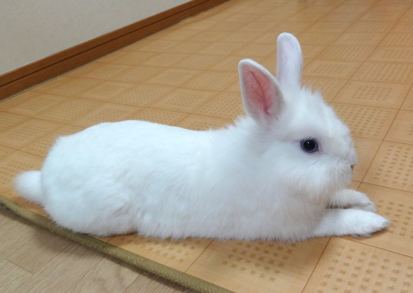 ウサギ 階段を上がる 風船モコちゃんねる