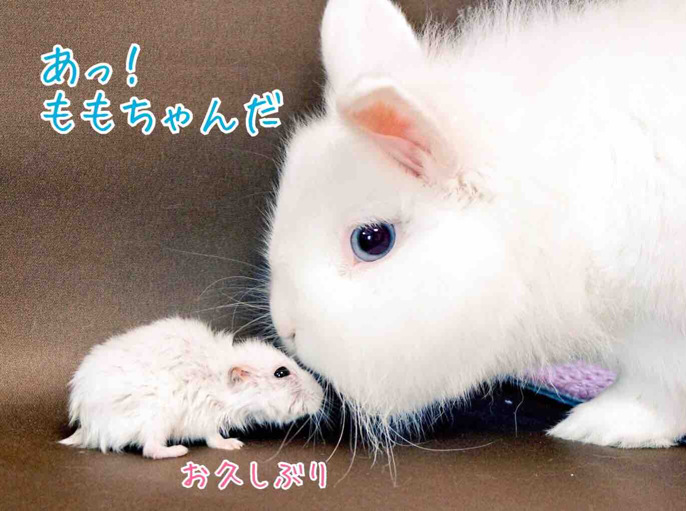 年老いたハムスターをうさぎが見守る 風船モコちゃんねる