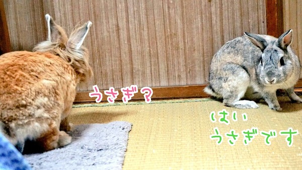 交尾 風船モコちゃんねる