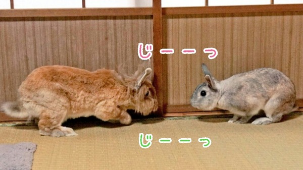 交尾 風船モコちゃんねる
