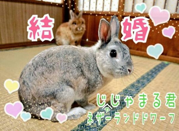 交尾 風船モコちゃんねる