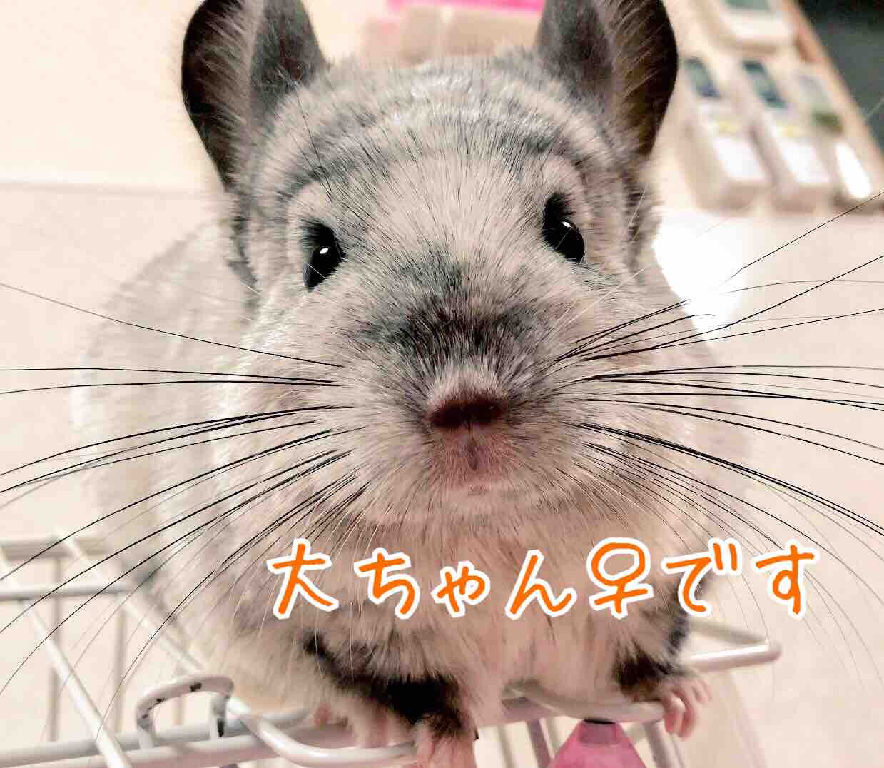 かわいいチンチラ大ちゃん 風船モコちゃんねる かわいいチンチラ大ちゃん 風船モコちゃんねる