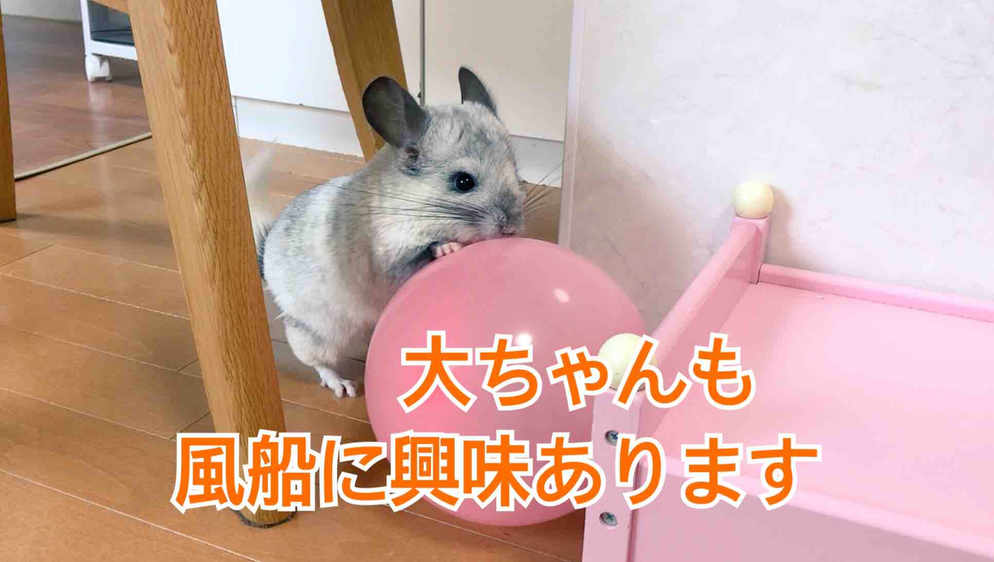 チンチラ大ちゃん遊ぶ姿がかわいい 風船モコちゃんねる チンチラ大ちゃん遊ぶ姿がかわいい 風船モコちゃんねる
