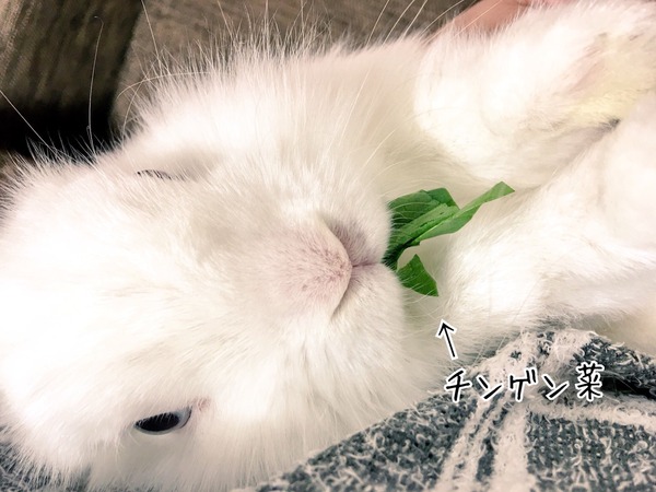 うさぎなのに生野菜が嫌い 風船モコちゃんねる