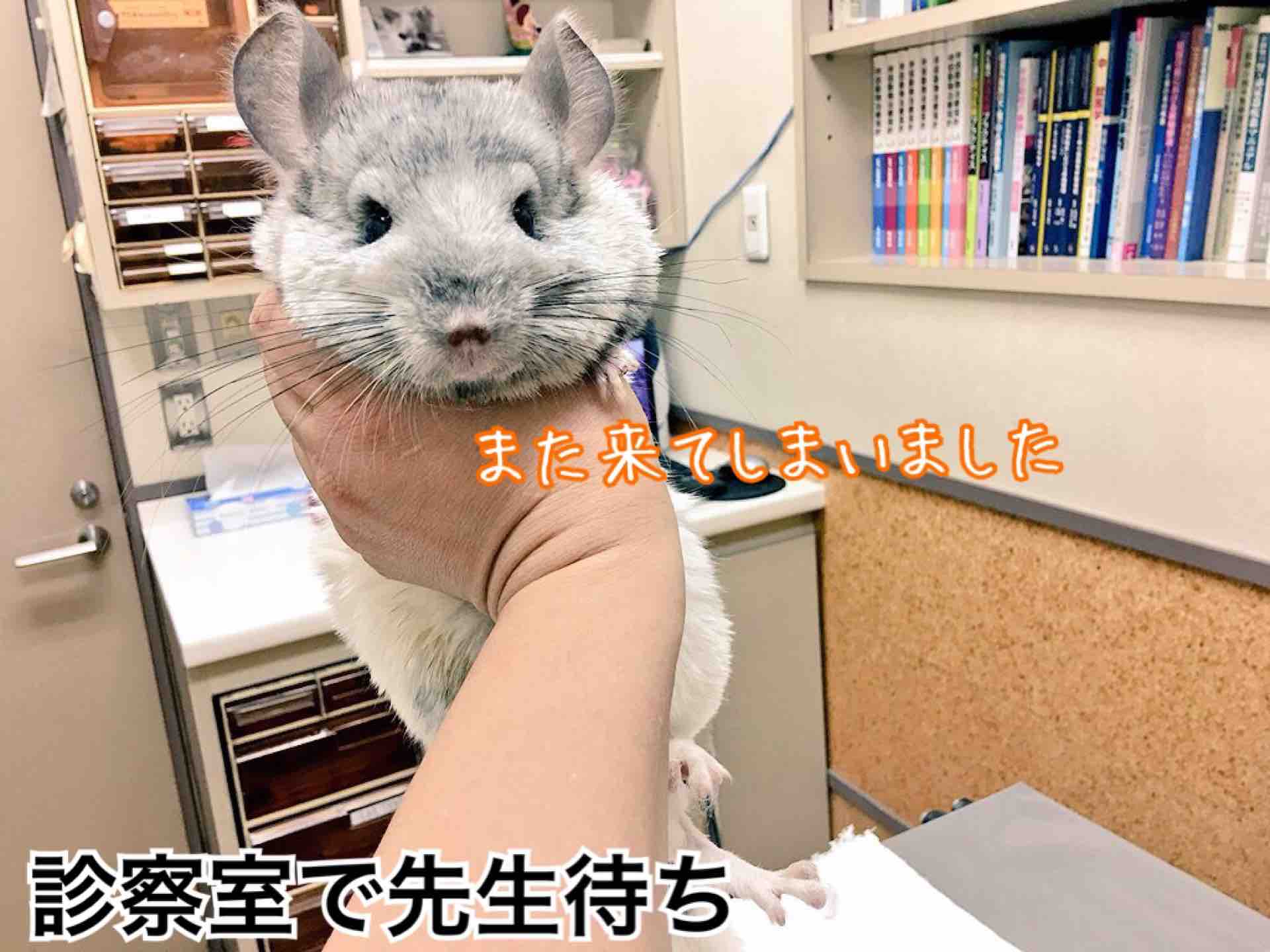 チンチラ大ちゃん病院嫌い 風船モコちゃんねる チンチラ大ちゃん病院嫌い 風船モコちゃんねる