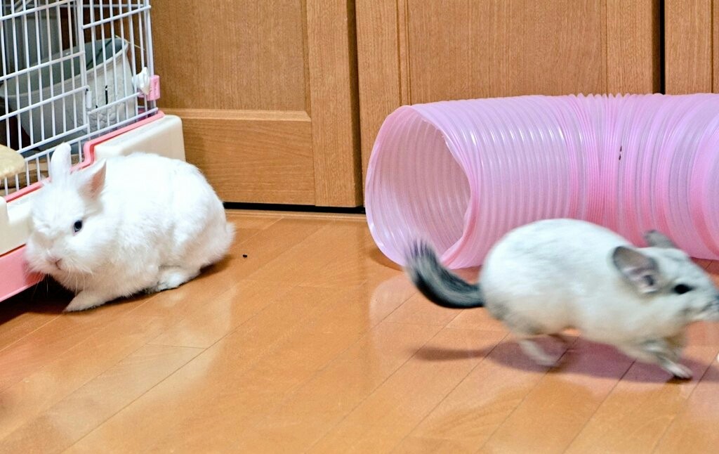 うさぎの背中に乗るチンチラの一部始終 風船モコちゃんねる