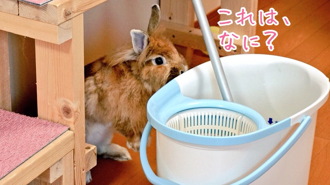 覗くうさぎ 風船モコちゃんねる