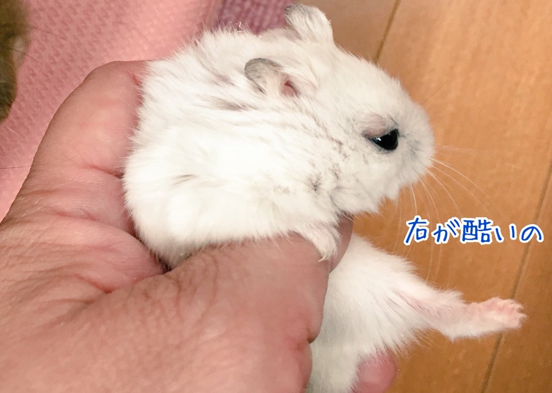 ハムスターまぶたに腫れ病院に行く 風船モコちゃんねる