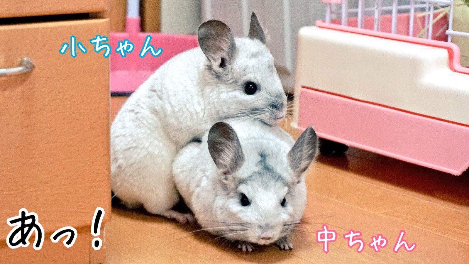 チンチラ中ちゃんが甘える 風船モコちゃんねる