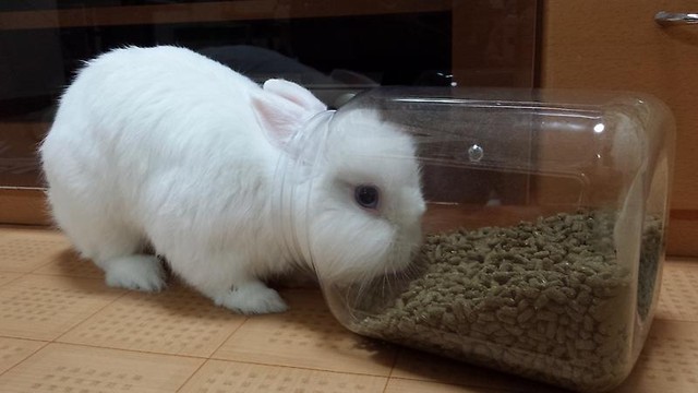 ウサギ 餌箱で遊んでいます 風船モコちゃんねる ウサギ 餌箱で遊んでいます 風船モコちゃんねる