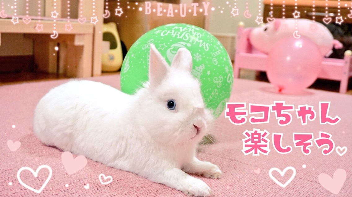 モコちゃんの遊び方 風船モコちゃんねる モコちゃんの遊び方 風船モコちゃんねる