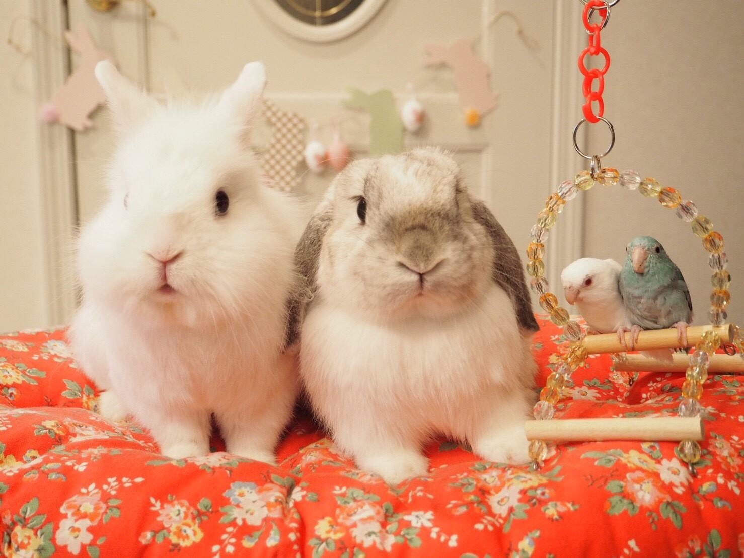 うさぎのかわいい写真 小鳥とうさぎ 風船モコちゃんねる うさぎのかわいい写真 小鳥とうさぎ 風船モコちゃんねる