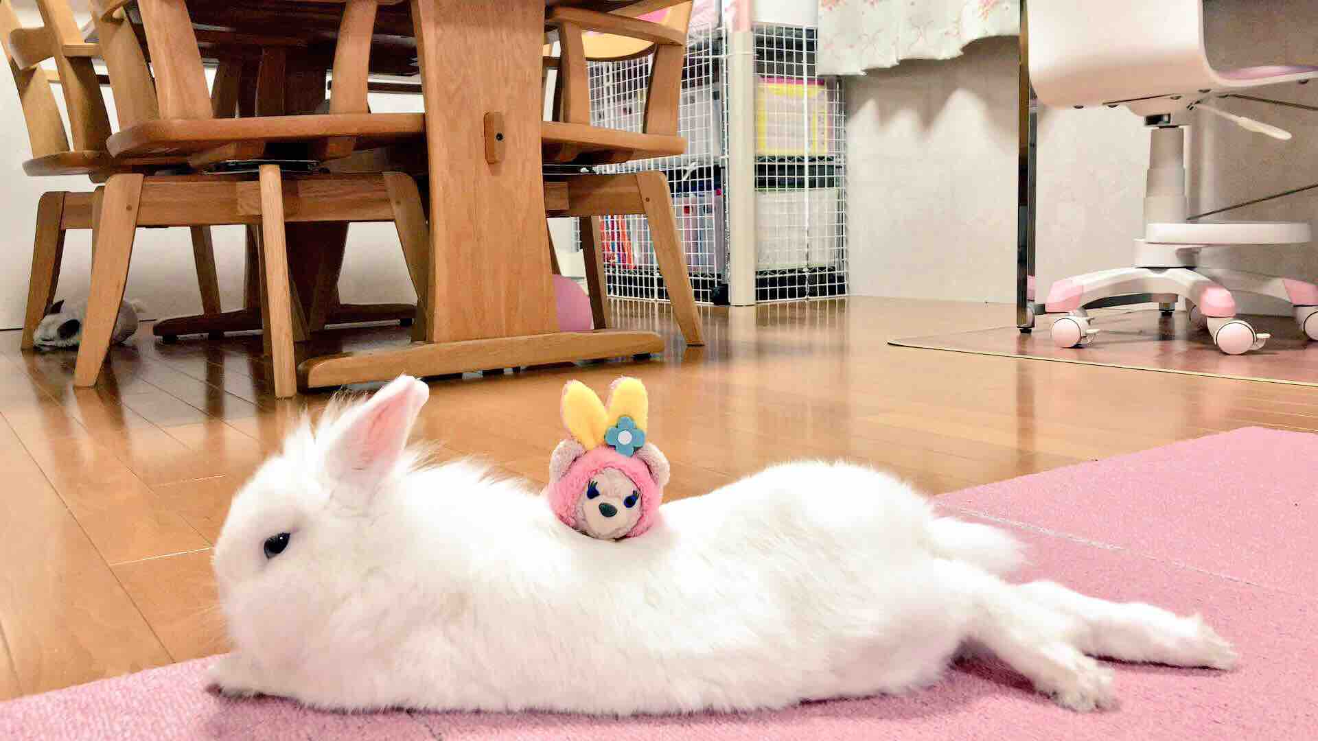 リラックスするうさぎの姿 風船モコちゃんねる