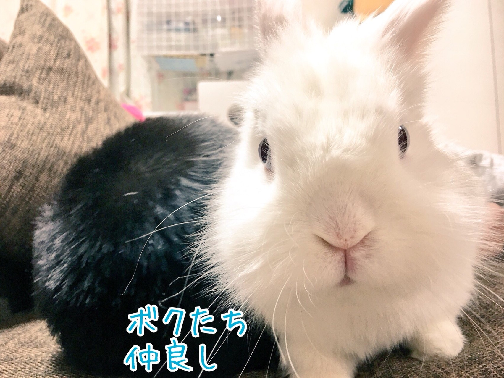 うさぎなのに生野菜が嫌い 風船モコちゃんねる うさぎなのに生野菜が嫌い 風船モコちゃんねる