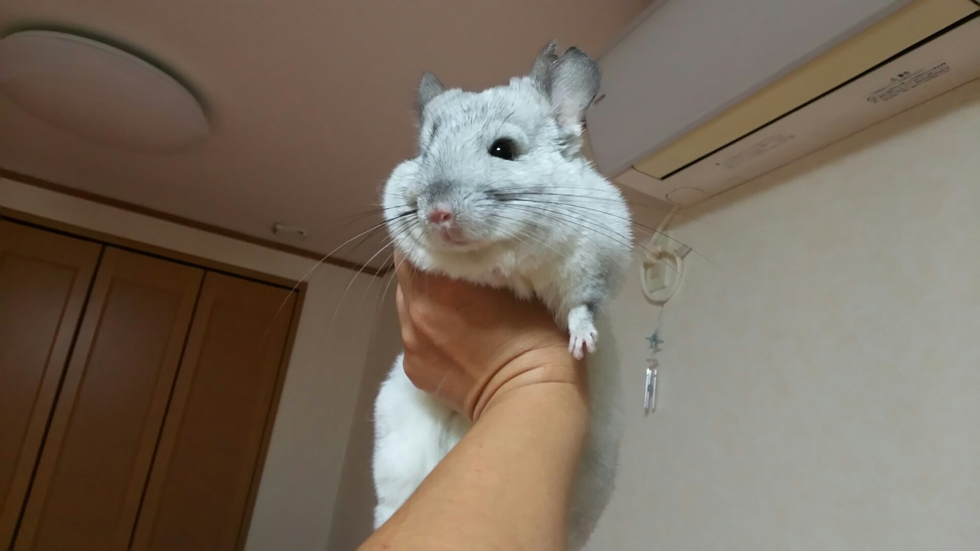 チンチラ脱走 風船モコちゃんねる チンチラ脱走 風船モコちゃんねる