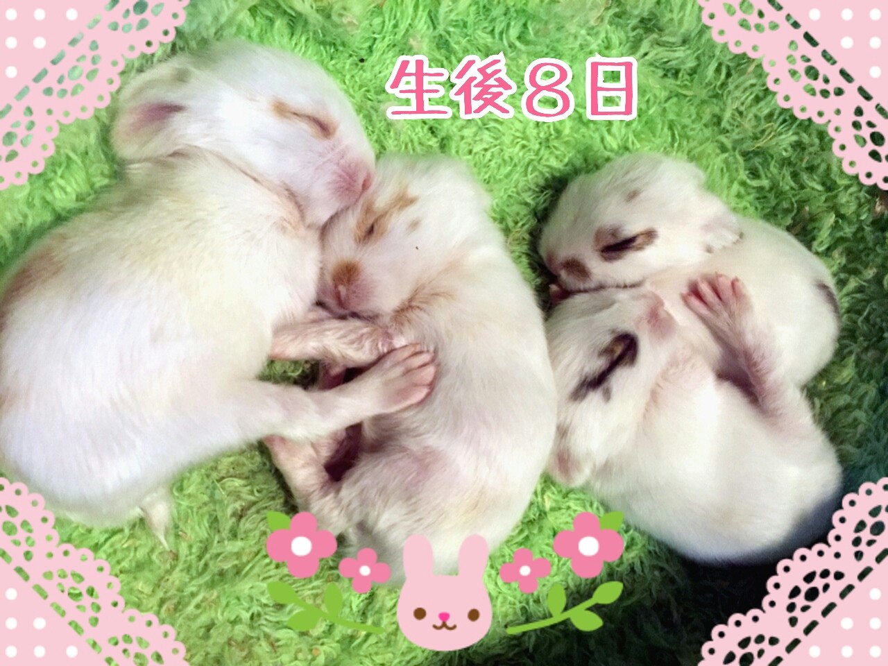 生後8日うさぎの赤ちゃん 動画付き 風船モコちゃんねる