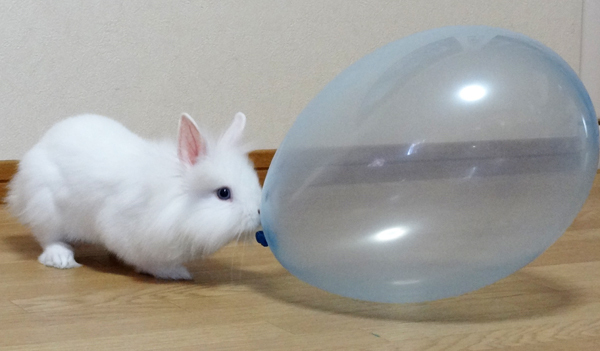 ウサギが 風船で遊んでる 風船モコちゃんねる