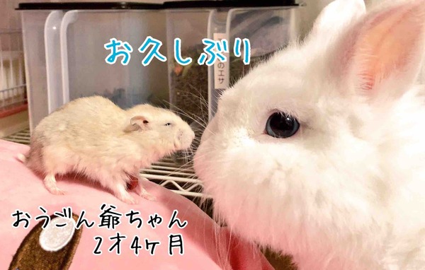 ハムスター 風船モコちゃんねる ハムスター 風船モコちゃんねる