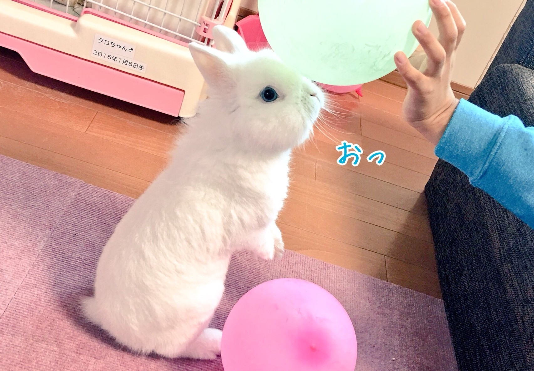 うさぎを立たせる 風船モコちゃんねる